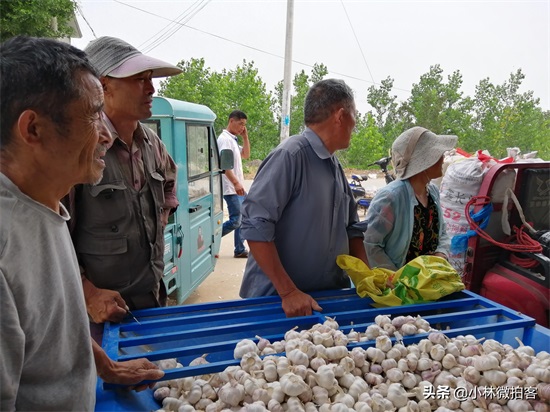 邳州大蒜价格新行情,后劲十足