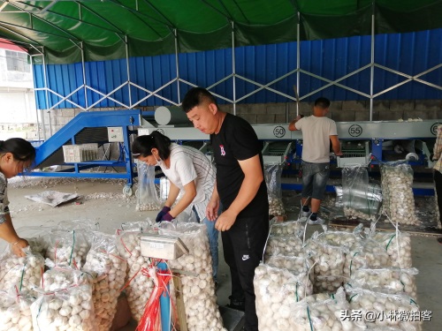 邳州大蒜价格新行情,后劲十足