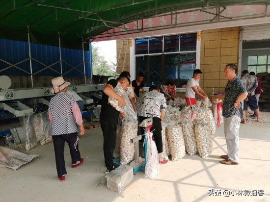 邳州大蒜价格新行情,后劲十足