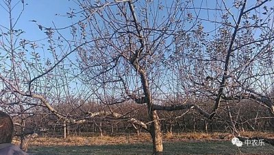 ​让你一分钟掌握果树修剪技术