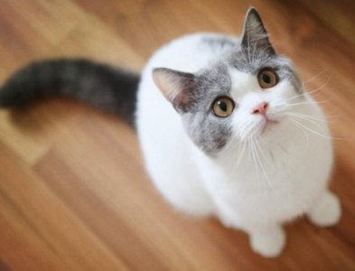 ​男生为什么不可以养猫呢，什么原因？