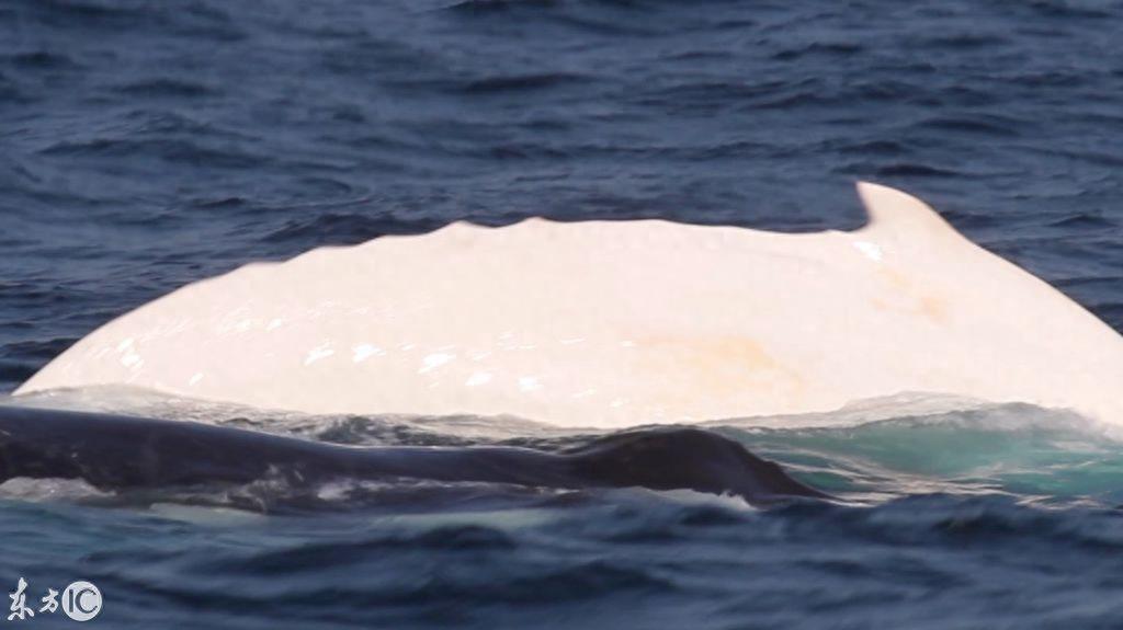 世界唯一的白色雄性座头鲸米伽罗现身，30年中第4次！当局下禁令