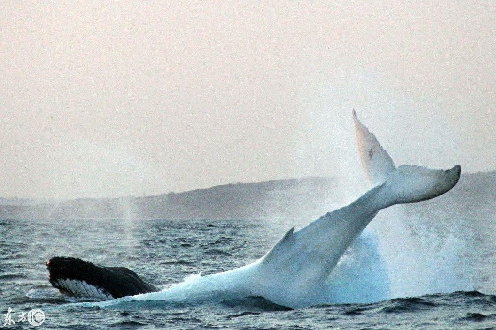 世界唯一的白色雄性座头鲸米伽罗现身，30年中第4次！当局下禁令