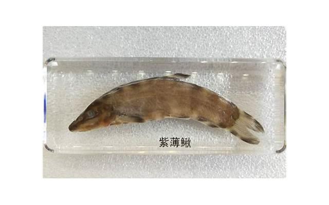 怀孕期间被家庭暴力可以强制离婚吗