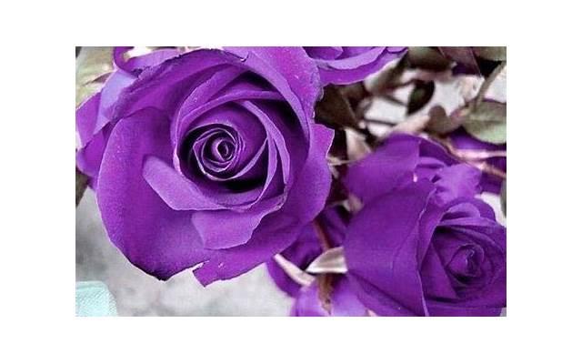 17朵玫瑰花语是什么（99朵玫瑰花语是什么）