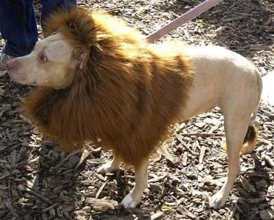 各种转基因生物（十大奇异的转基因生物）(7)