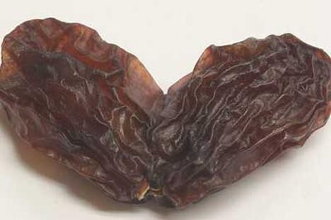 各种转基因生物（十大奇异的转基因生物）(3)