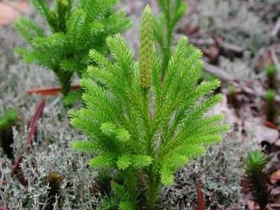 各种转基因生物（十大奇异的转基因生物）(8)