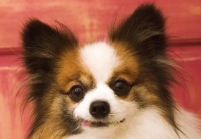 ​怎么让边牧喜欢飞盘如何训练边牧玩飞盘