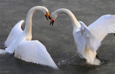 ​天鹅和鹅的区别是什么（家鹅和天鹅是近亲吗？）