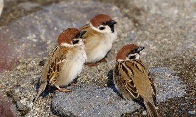 ​麻雀寿命自然有多长，一般麻雀寿命是多少？