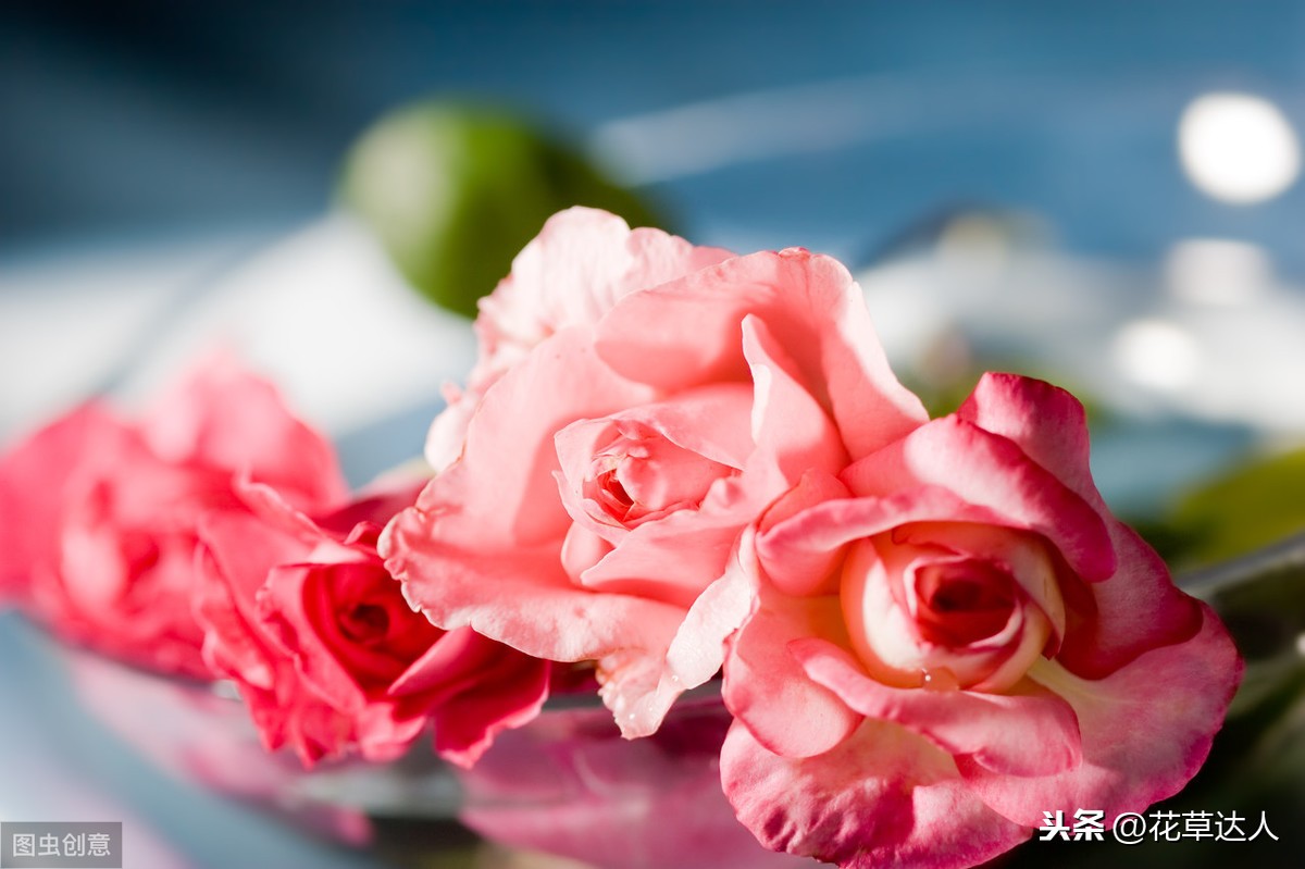 五朵玫瑰花代表什么意思（不同数量玫瑰的含义）