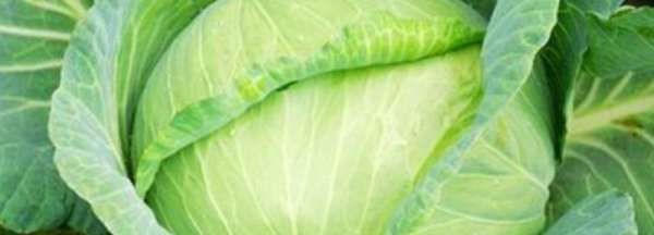 卷心菜是凉性还是热性,包菜是凉性还是热性图3
