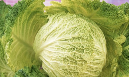 包菜是凉性还是热性