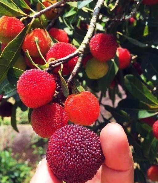 野杨梅树图片(杨梅树的图片) 图片 杨梅树 第1张