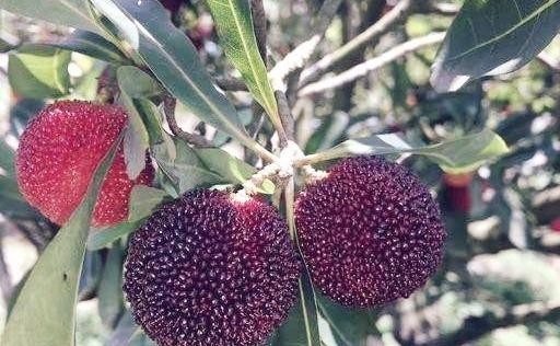 野杨梅树图片(杨梅树的图片) 图片 杨梅树 第3张