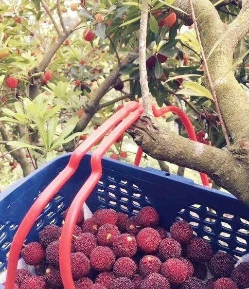 野杨梅树图片(杨梅树的图片) 图片 杨梅树 第2张