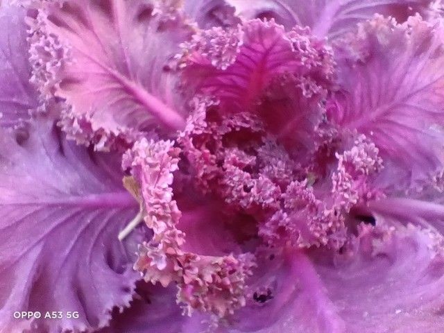 oppo a53 5g（OPPO A53测评）