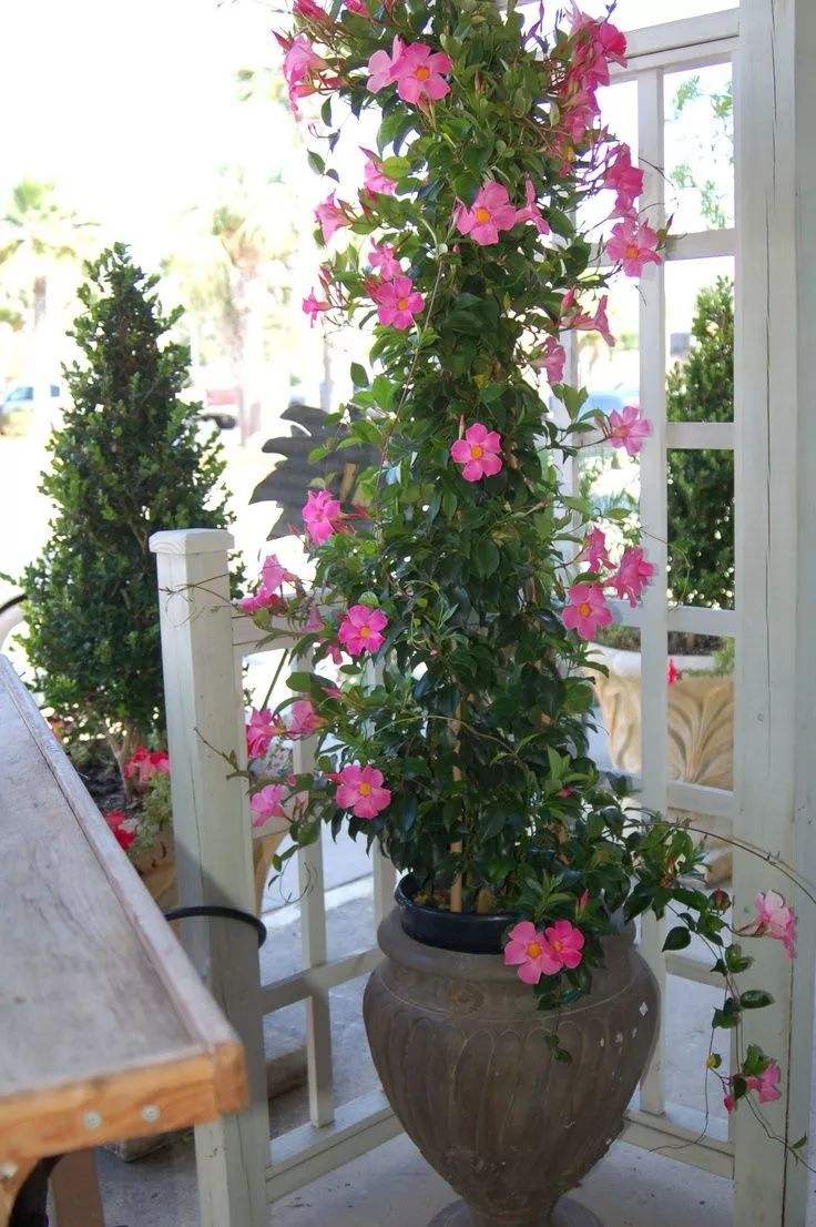 飘香藤的养殖方法和注意事项（避开这4点才能枝繁叶茂）