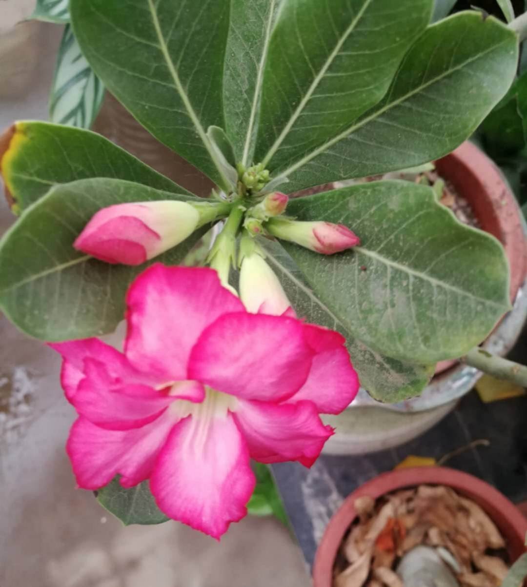 飘香藤的养殖方法和注意事项（避开这4点才能枝繁叶茂）