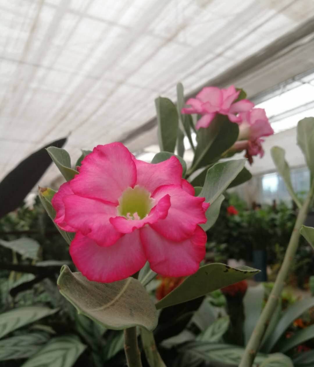 飘香藤的养殖方法和注意事项（避开这4点才能枝繁叶茂）