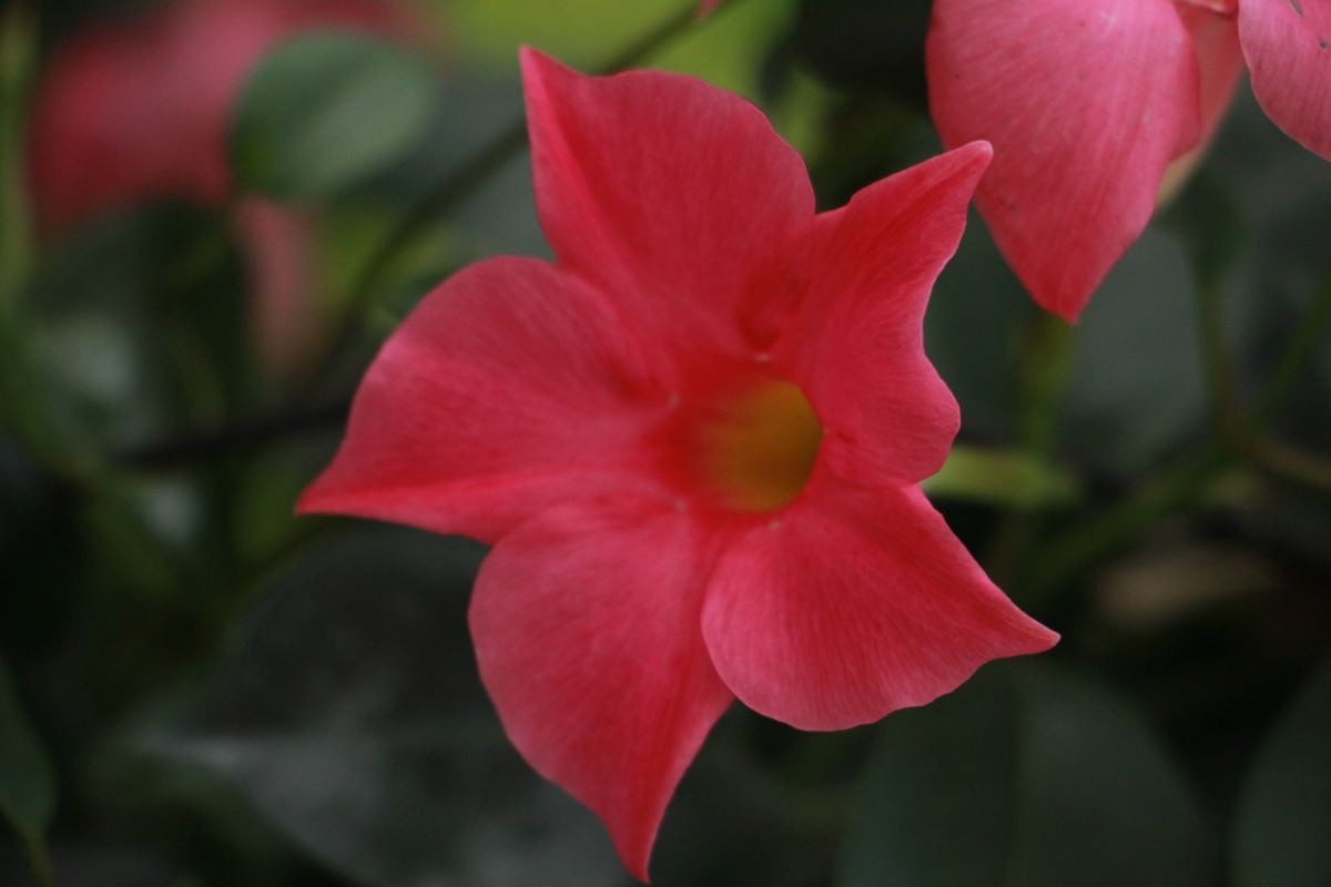 飘香藤的养殖方法和注意事项（避开这4点才能枝繁叶茂）