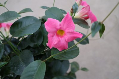 ​飘香藤的养殖方法和注意事项（避开这4点才能枝繁叶茂）