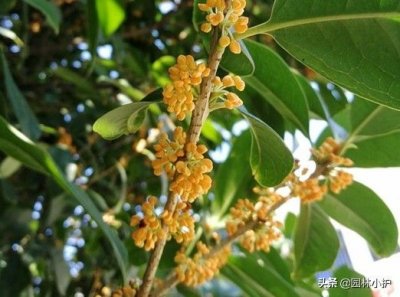 ​桂花的颜色有哪些（盘点桂花的四大品种介绍）