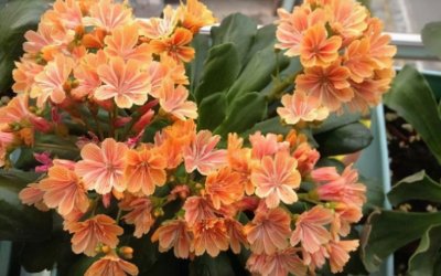 ​生石花开花图片（8种最爱开花的多肉看到都想养）