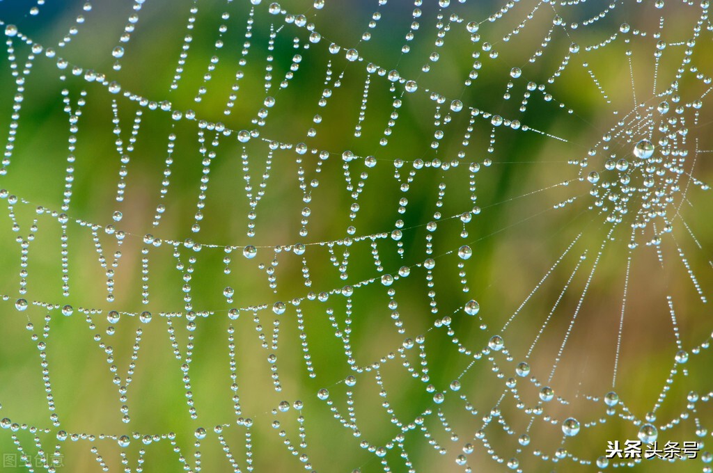 蜘蛛织网是为了干什么（一文读懂蜘蛛结网的意义）
