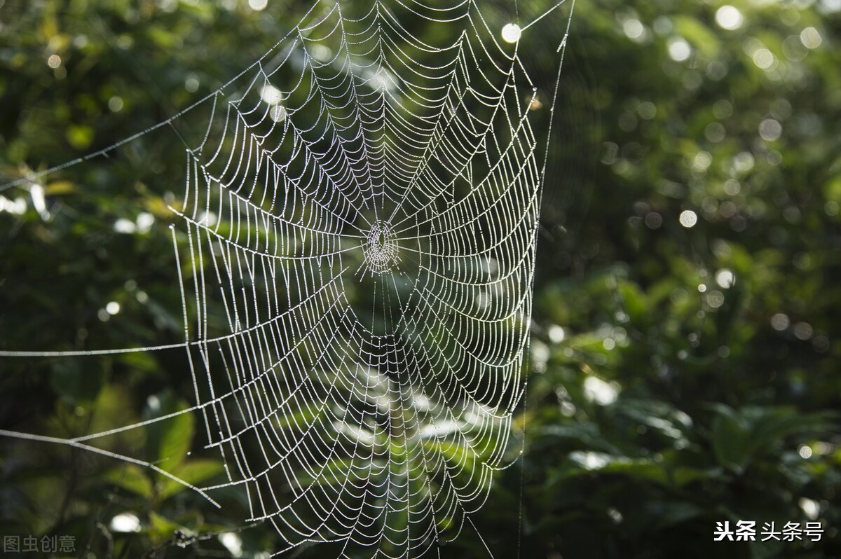 蜘蛛织网是为了干什么（一文读懂蜘蛛结网的意义）
