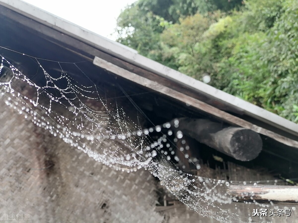 蜘蛛织网是为了干什么（一文读懂蜘蛛结网的意义）