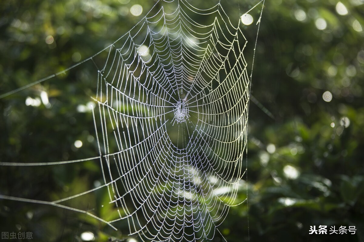 蜘蛛织网是为了干什么（一文读懂蜘蛛结网的意义）