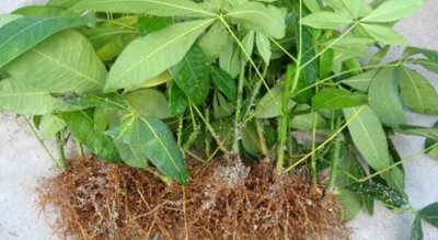 ​发财树怎么繁殖扦插（发财树扦插的简单方法）