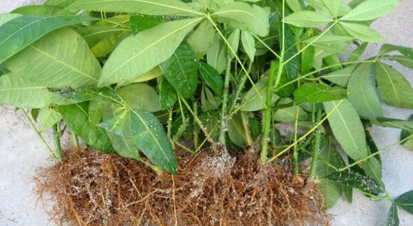 发财树怎么繁殖扦插（发财树扦插的简单方法）