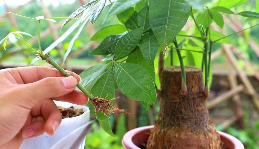 发财树怎么繁殖扦插（发财树扦插的简单方法）