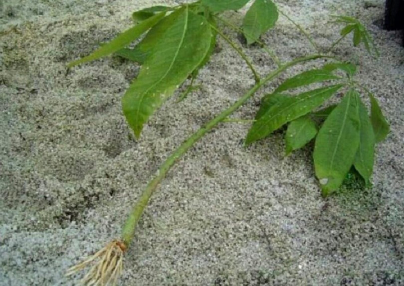 发财树怎么繁殖扦插（发财树扦插的简单方法）