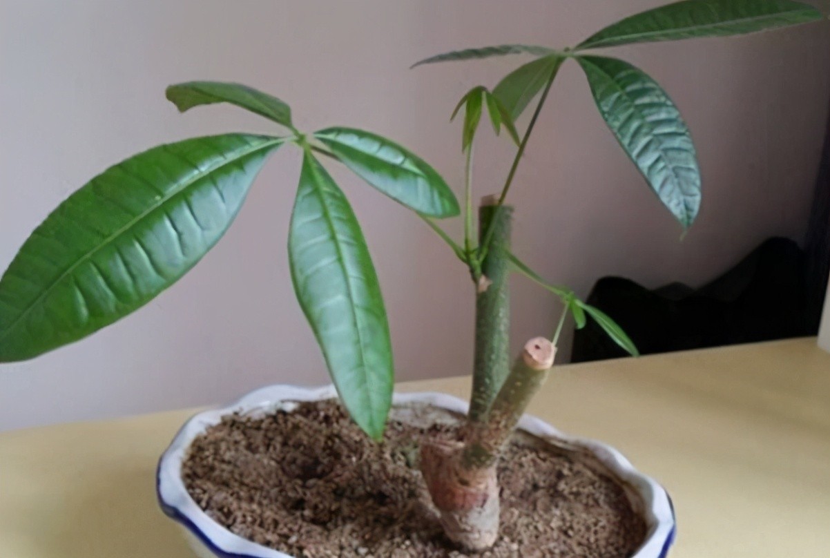 发财树怎么繁殖扦插（发财树扦插的简单方法）