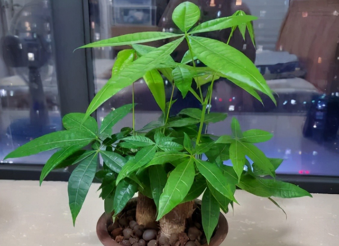 发财树怎么繁殖扦插（发财树扦插的简单方法）