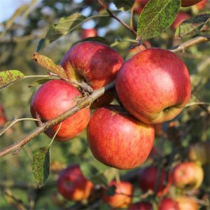 ​阿克苏苹果是富士苹果吗