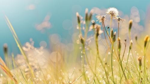 含蓄蕴藉什么意思读音是什么 含蓄蕴藉的句子