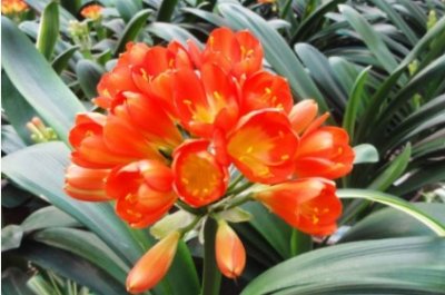 ​君子兰什么时候换盆好 换盆注意事项有什么