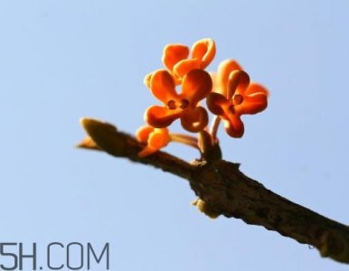 ​丹桂可以食用吗 丹桂可以吃吗