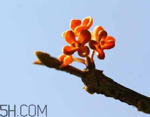 丹桂可以食用吗 丹桂可以吃吗