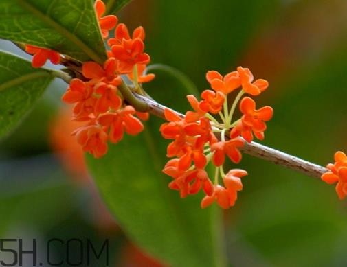 丹桂可以食用吗 丹桂可以吃吗