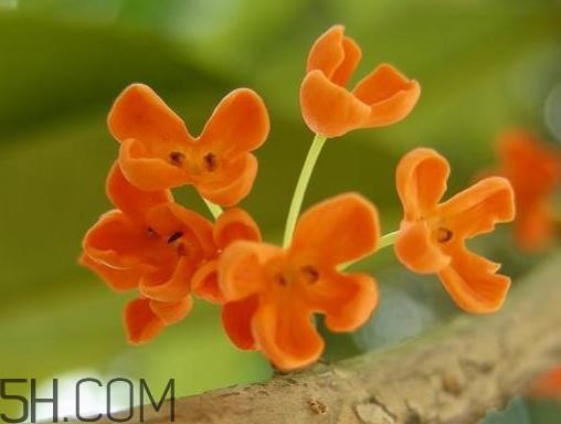 丹桂可以食用吗 丹桂可以吃吗