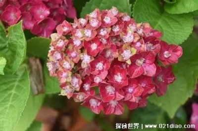 ​绣球花为什么又叫死人花人花，据说会招鬼(其实是象征吉祥的花)