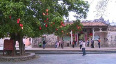 ​德庆许愿树：栽种于清代，挂满祈福带