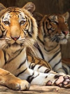 ​将军是什么生肖(欲钱买大将军是什么生肖)