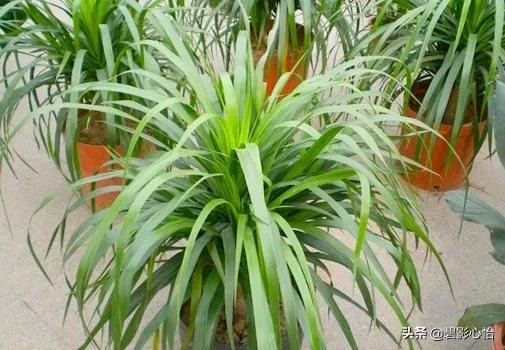 家里能养龙血树吗风水（龙血树的寓意与风水作用）